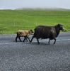 PICTURES/Heimaey Island Critters/t_20260604_142325.jpg